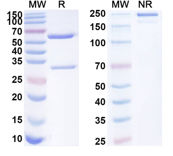 RSPO2 Mouse Monoclonal Antibody