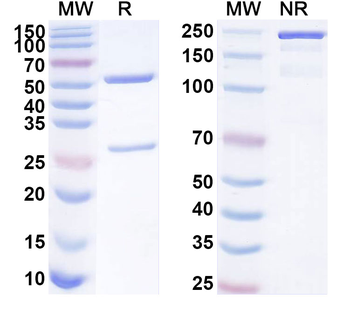 PTCRA Mouse Recombinant Antibody