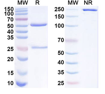 GPNMB Mouse Monoclonal Antibody