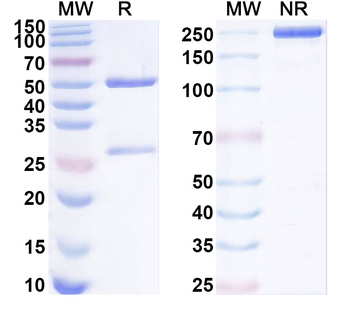 SCN5A Mouse Monoclonal Antibody