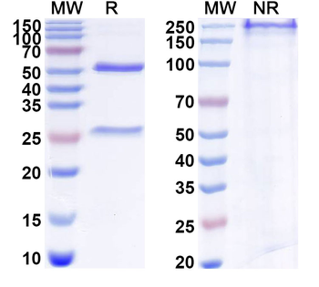 CD61/ITGB3 Mouse Monoclonal Antibody