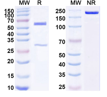 VSTM5 Mouse Monoclonal Antibody