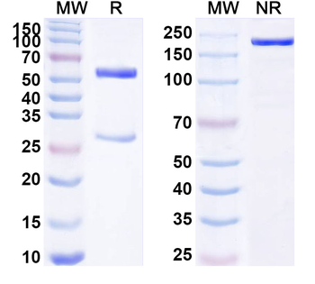 TLL1 Mouse Monoclonal Antibody