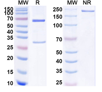 RETN/Resistin Mouse Monoclonal Antibody