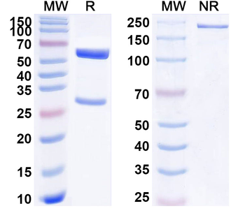 PSEN2/Presenilin-2 Mouse Monoclonal Antibody