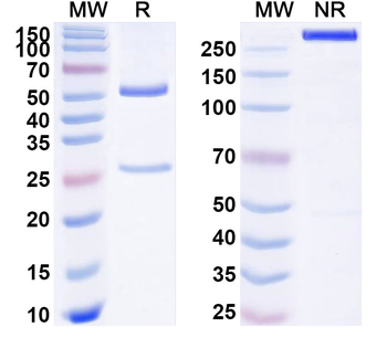NMU/Neuromedin-U Mouse Monoclonal Antibody