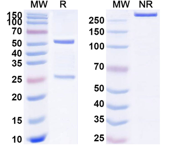 GAL Mouse Monoclonal Antibody