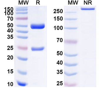 CETN1/Centrin-1 Mouse Monoclonal Antibody