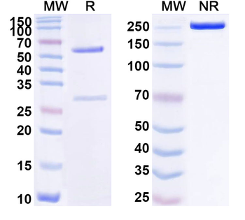 EDA1 Mouse Monoclonal Antibody