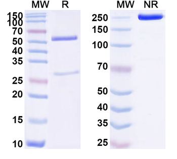 TRBV9 Mouse Monoclonal Antibody