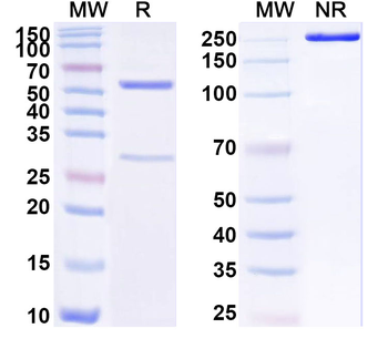 VANGL2 Mouse Monoclonal Antibody