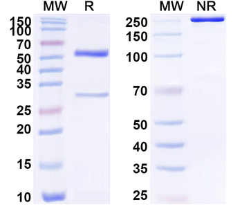 SCG3 Mouse Recombinant Antibody