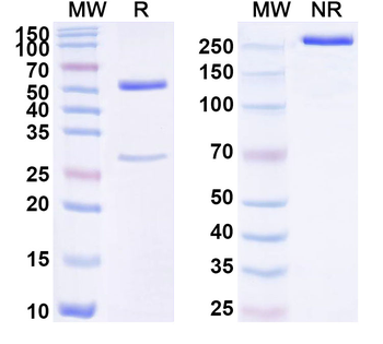 SEMA3A Mouse Monoclonal Antibody