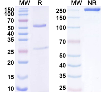 CD172b/SIRPB1 Mouse Monoclonal Antibody