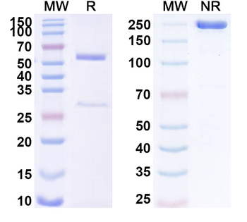 DICER1 Mouse Monoclonal Antibody