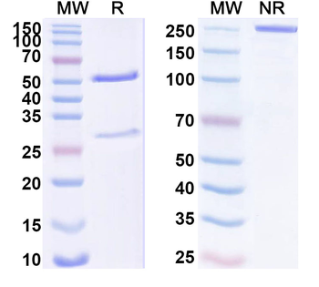 NODAL Mouse Monoclonal Antibody