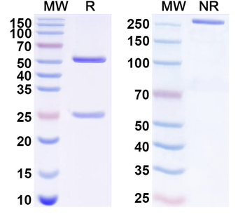 TRPV1 Mouse Monoclonal Antibody