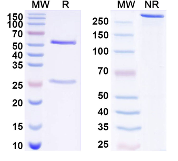 LSR Mouse Monoclonal Antibody