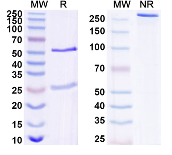 SOSTDC1 Mouse Monoclonal Antibody