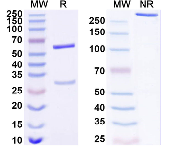EPHA7 Mouse Monoclonal Antibody