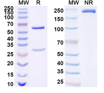 FZD2 Mouse Monoclonal Antibody