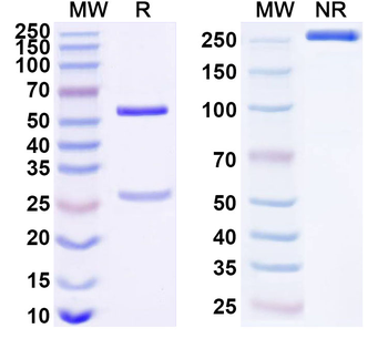 KEAP1 Mouse Monoclonal Antibody