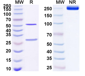 BTN1A1 Mouse Monoclonal Antibody
