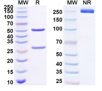 LGALS3BP Mouse Monoclonal Antibody