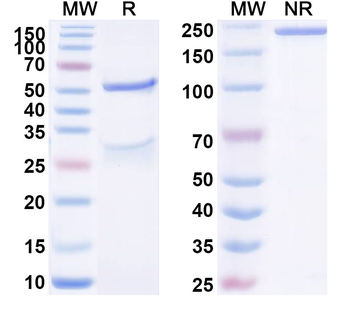 SNAP25 Mouse Monoclonal Antibody