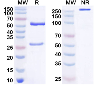 MFAP4 Mouse Monoclonal Antibody