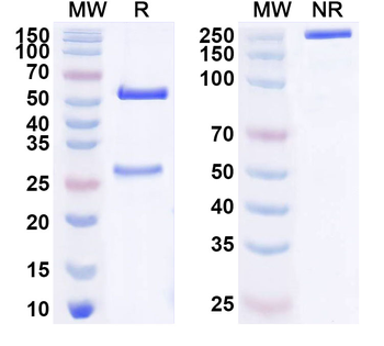 EPHB3 Mouse Monoclonal Antibody