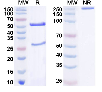 CACNA2D1 Mouse Monoclonal Antibody