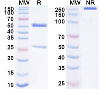 CHI3L1 Mouse Monoclonal Antibody