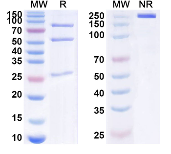 RYK Mouse Monoclonal Antibody