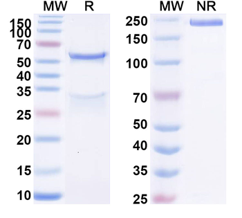 CD229/LY9 Mouse Monoclonal Antibody