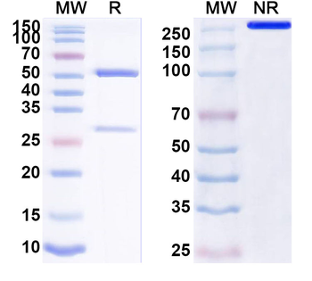 LGMN/Legumain Mouse Monoclonal Antibody