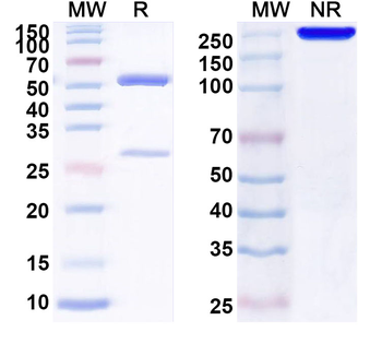 IL22RA2 Mouse Monoclonal Antibody