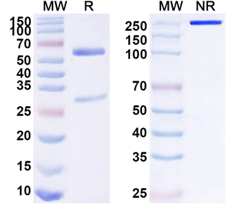 CD158z/KIR3DL3 Mouse Monoclonal Antibody