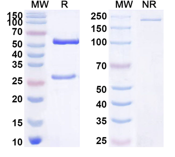 ASTL/Ovastacin Mouse Monoclonal Antibody