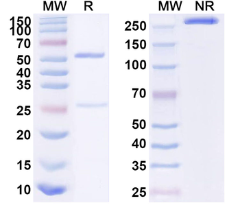 EN2 Mouse Monoclonal Antibody