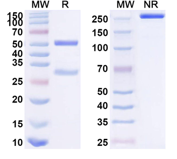 CD150/SLAMF1 Mouse Monoclonal Antibody