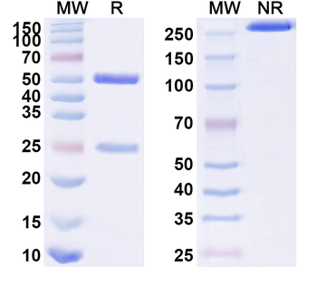 CTAG1A/NY-ESO-1/LAGE-2 Mouse Monoclonal Antibody