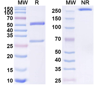 CDw199/CCR9 Mouse Monoclonal Antibody