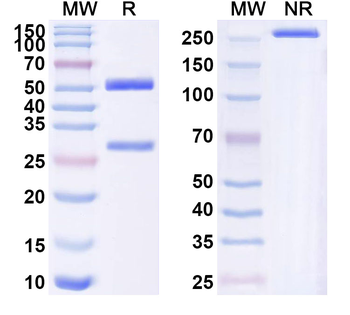 ERG Mouse Monoclonal Antibody