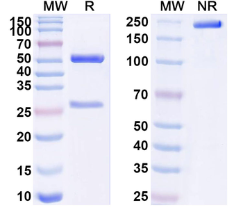 BCR Mouse Monoclonal Antibody