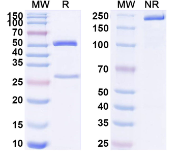 CD97/ADGRE5 Mouse Monoclonal Antibody
