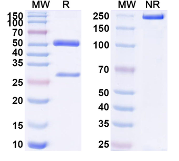 CD158a/KIR2DL1 Mouse Monoclonal Antibody