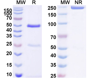 MYL9 Mouse Monoclonal Antibody