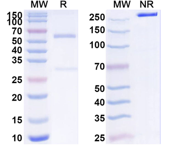 MMP8 Mouse Monoclonal Antibody
