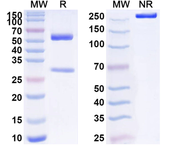 CLPTM1 Mouse Monoclonal Antibody
